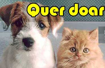 QUER DOAR um Pet (cão ou gato) ?