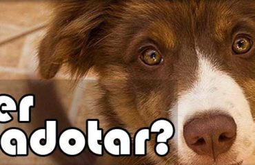 QUER ADOTAR um Pet (cão/gato) ?